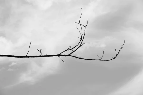 Noir Blanc Grand Arbre Mort Sec Art Nature — Photo