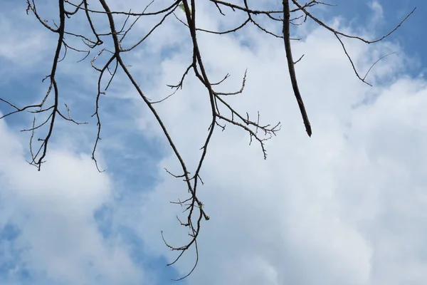 Morto Seco Grande Árvore Azul Céu Fundo — Fotografia de Stock