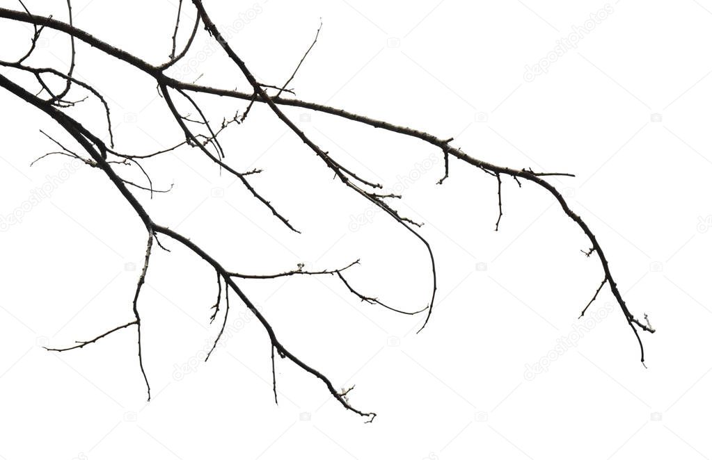 Dead and dry big tree . Art nature. black and white  ,isolated on a white background of file with Clipping Path .