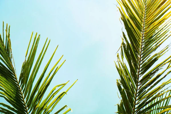 Hoja Verde Palmera Coco Creativo Hecho Hojas Árbol Verde Vintage — Foto de Stock