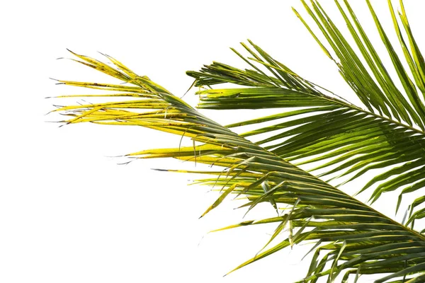 Green Leaf Coconut Palm Tree Isolated White Background File Clipping — Stock Photo, Image