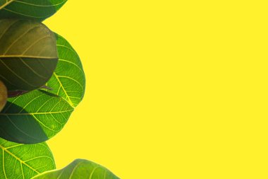 Kırpma yolu ile dosyasının sarı arka plan üzerinde izole Closeup yeşil yaprak .