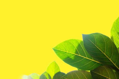 Kırpma yolu ile dosyasının sarı arka plan üzerinde izole Closeup yeşil yaprak .