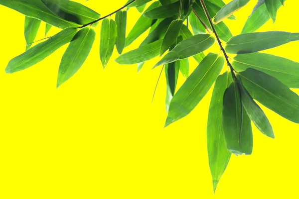 Hoja Bambú Verde Textura Follaje Tropical Verde Aislada Sobre Fondo —  Fotos de Stock
