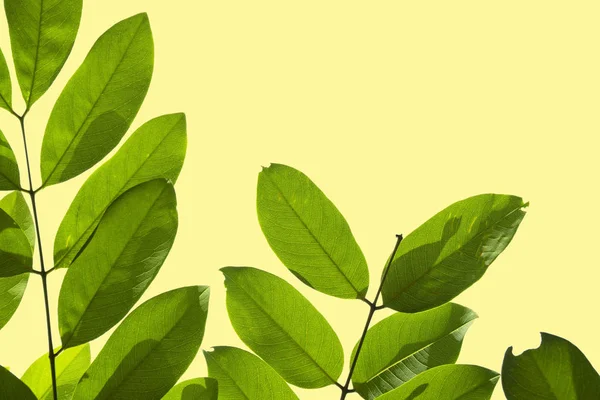 Primeros Planos Hoja Verde Aislada Sobre Fondo Amarillo Del Archivo —  Fotos de Stock