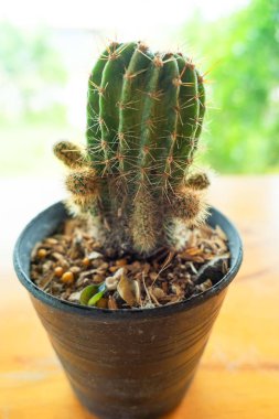 Kaktüs için yakın plan yeşil kaktüs deseni, arkaplan .