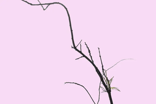 Мертве Сухе Велике Дерево Мистецька Природа Чорно Білий Ізольований Рожевому — стокове фото