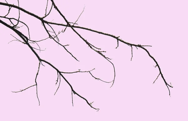 Dead and dry big tree . Art nature. black and white  ,isolated on a pink background of file with Clipping Path .pastel color .