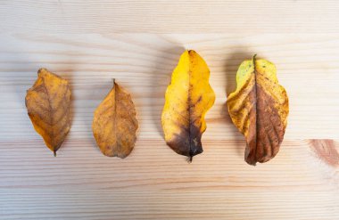Ana sayfa görünümü sonbahar yaprak, ahşap masa, yaprakları sarı arka plan için ahşap tahta. ve alan, alan metin veya resim, düz lay için kopyalama .