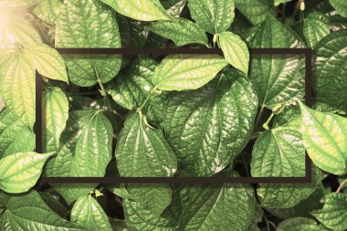 Kare kare, yaratıcı düzen ağaç yapılmış yeşil yaprak kağıt kartı not ile arka plan. Reklam kartı veya davet için boş bırakın. Doğa kavramı. Ormandaki Fern yaprak. Yaz poster.