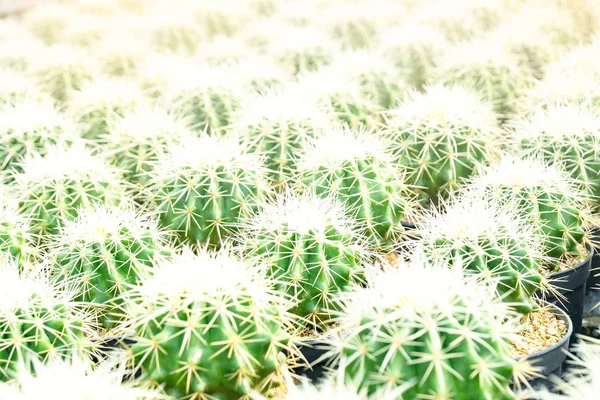 Primer Plano Verde Patrón Cactus Para Cactus Fondo — Foto de Stock