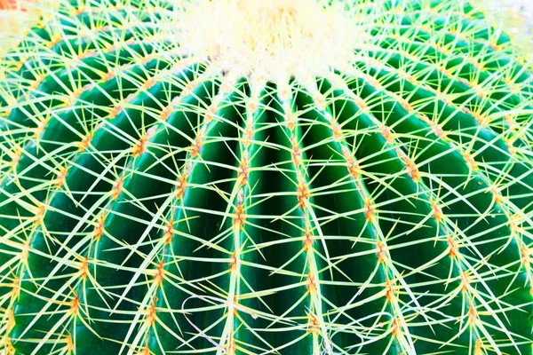 Primer Plano Verde Patrón Cactus Para Cactus Fondo — Foto de Stock