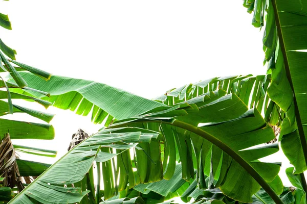 Zöld Banán Levél Zöld Trópusi Növényzet Textúra Elszigetelt Fehér Background — Stock Fotó