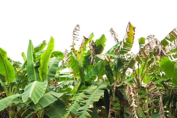 Hoja Plátano Verde Textura Follaje Tropical Verde Aislado Sobre Fondo — Foto de Stock