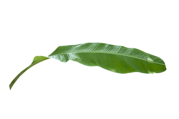 Зелене Листя Банана Текстура Зеленого Тропічного Листя Ізольовані Білому Тлі — стокове фото