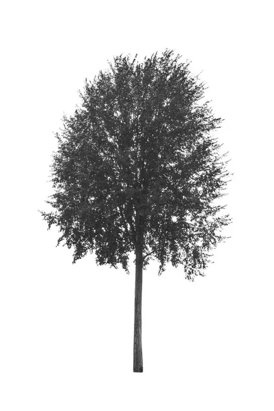 Чорно Біле Дерево Ізольоване Білому Тлі Файлу Відсічним Контуром — стокове фото