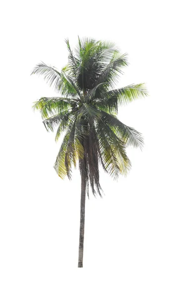 クリッピング パスを持つファイルの白い背景で隔離のココナッツのヤシの木 — ストック写真