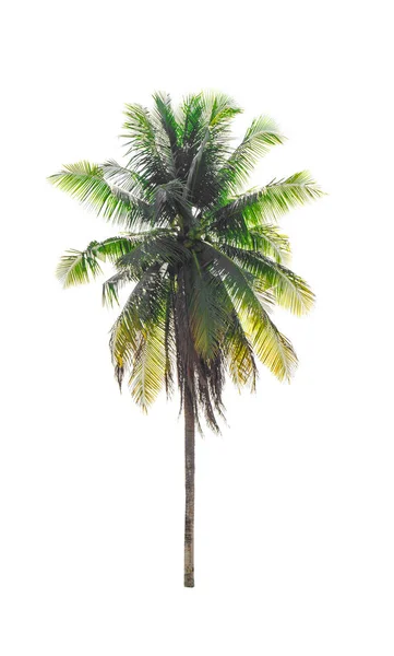 Coconut Palm Tree Isolerad Vit Bakgrund Fil Med Urklippsbana — Stockfoto