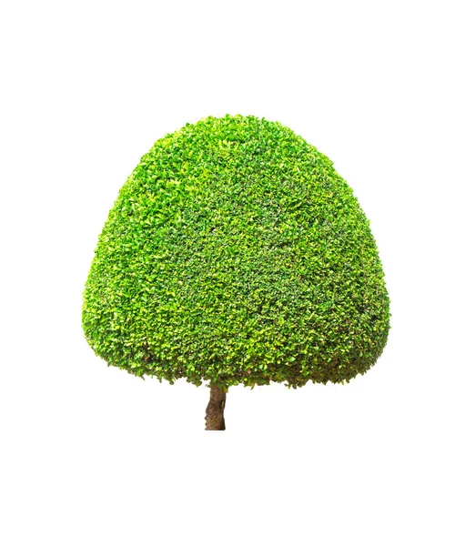 Siergewassen Groene Boom Geïsoleerd Witte Achtergrond Van Bestand Met Uitknippad — Stockfoto