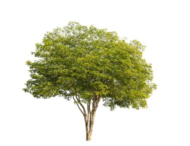Yeşil ağaç, izole kırpma yolu ile dosyasının beyaz arka plan üzerinde .