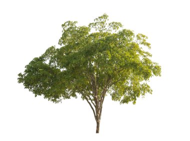 Yeşil ağaç, izole kırpma yolu ile dosyasının beyaz arka plan üzerinde .