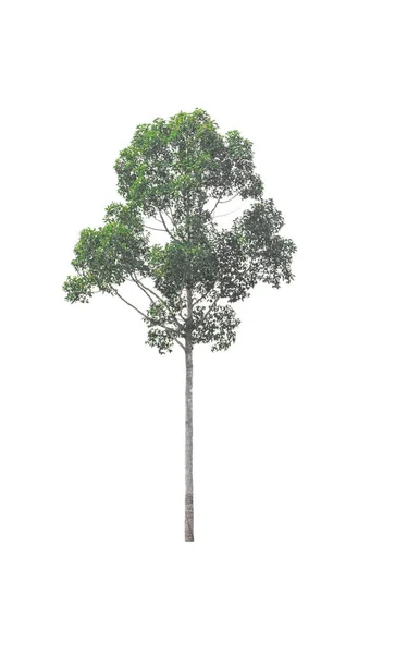 Green Tree Isolerad Vit Bakgrund Fil Med Urklippsbana — Stockfoto