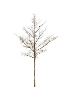 Ölü ve kuru büyük ağaç. Sanat doğa. siyah ve beyaz, beyaz bir arka planda dosyasının kırpma yolu ile izole .