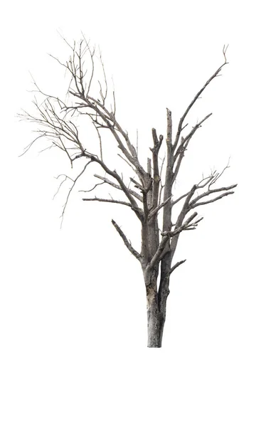 Martwe Suche Drzewo Sztuka Natura Czarno Białe Pojedyncze Białym Tle — Zdjęcie stockowe