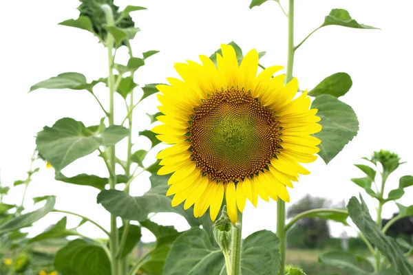 Nahaufnahme Blühende Sonnenblume Auf Weißem Hintergrund — Stockfoto