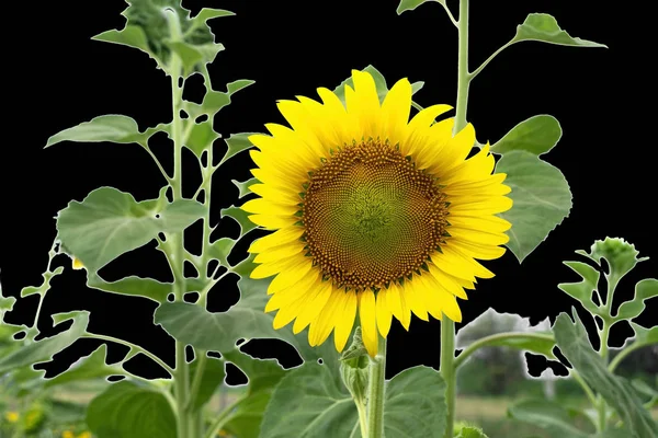 Nahaufnahme Blühende Sonnenblume Auf Schwarzem Hintergrund — Stockfoto
