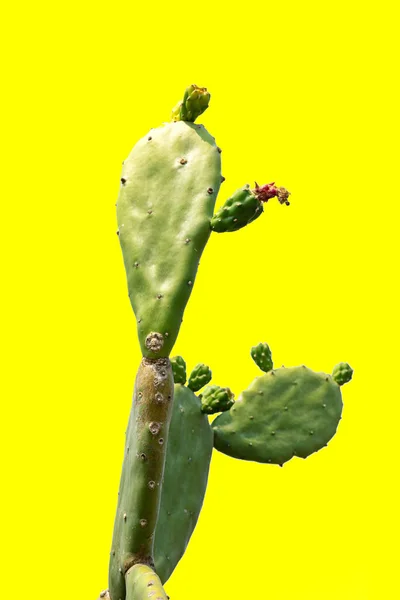 Closeup Green Cactus Isolado Fundo Amarelo Arquivo Com Clipping Path — Fotografia de Stock