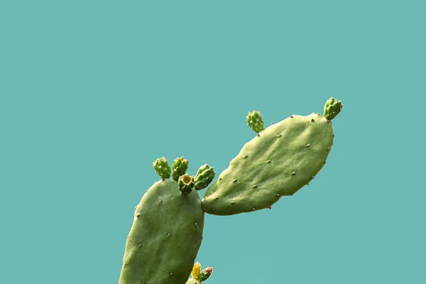 Closeup Green Cactus Isolado Fundo Verde Arquivo Com Clipping Path — Fotografia de Stock