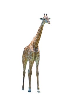 Zürafalar dosyasının kırpma yolu ile izole üzerinde beyaz arka plan ayakta .