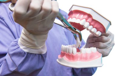 Diş modeli diş çekimi doktorlar tarafından gösteri için kullanılır. Kırpma yolu ile dosyasının beyaz arka plan üzerinde izole .