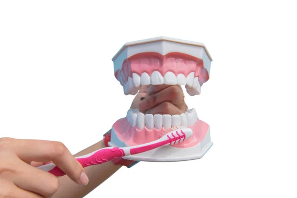 Modelo Dental Utiliza Para Enseñar Cómo Cepillar Los Dientes Correctamente — Foto de Stock