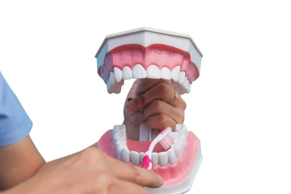 Modelo Dental Utiliza Para Enseñar Cómo Cepillar Los Dientes Correctamente — Foto de Stock