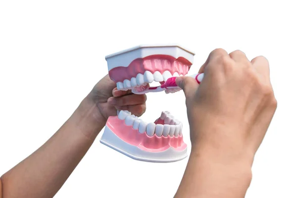 Stomatologiczne Model Jest Używany Uczyć Jak Szczotkować Zęby Prawidłowo Przez — Zdjęcie stockowe