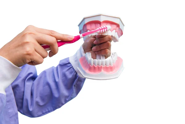 Modelo Dental Utiliza Para Enseñar Cómo Cepillar Los Dientes Correctamente — Foto de Stock