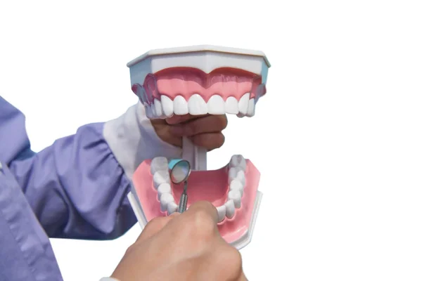 Modelo Dental Utiliza Para Enseñar Cómo Comprobar Limpieza Los Dientes — Foto de Stock