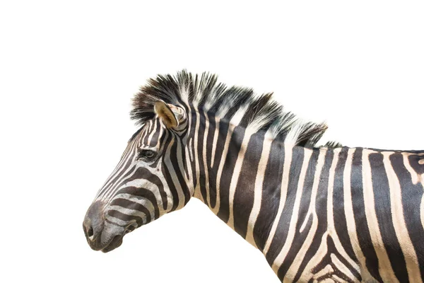 Zebra Elszigetelt Fehér Background Vágógörbe Fájl — Stock Fotó