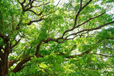  Yaz yeşil yaprakları, Orman ağaçları. doğa yeşil yaprak ve ağaç dalı güneş ışığı arka plan.