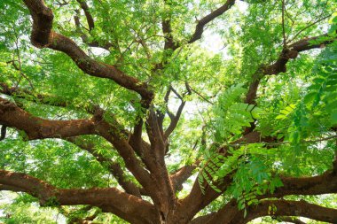  Yaz yeşil yaprakları, Orman ağaçları. doğa yeşil yaprak ve ağaç dalı güneş ışığı arka plan.