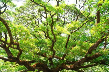  Yaz yeşil yaprakları, Orman ağaçları. doğa yeşil yaprak ve ağaç dalı güneş ışığı arka plan.