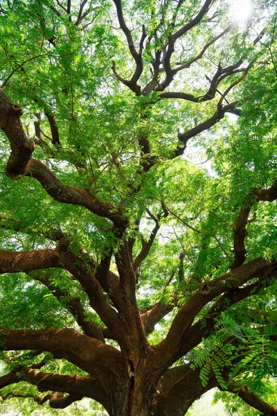  Yaz yeşil yaprakları, Orman ağaçları. doğa yeşil yaprak ve ağaç dalı güneş ışığı arka plan.