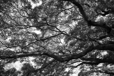 siyah ve beyaz doğa yeşil yaprak ve ağaç şube güneş ışığı arka plan. , orman ağaçları.