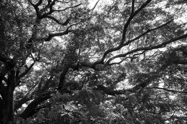 Preto Branco Natureza Verde Folha Árvore Ramo Luz Solar Fundo — Fotografia de Stock