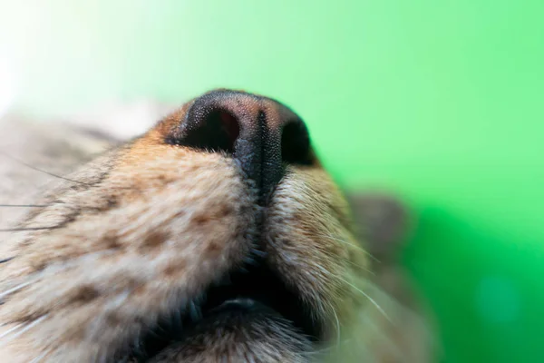 Closeup Nose Cat Green Background Brown Cat — Stock Photo, Image