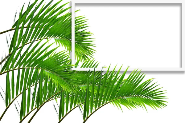 Square frame, Creative layout made  green leaf of Coconut palm tree isolated on white background .with paper card note. Blank for advertising card or invitation. Nature concept. Fern leaf in Forest. Summer poster.
