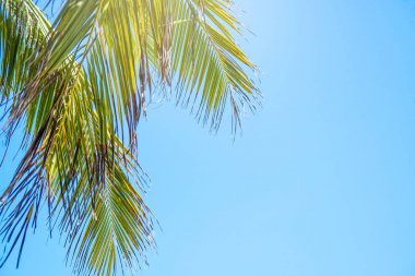 Mavi gökyüzü arka plan üzerinde palmiye ağaçları. seyahat, yaz, tatil ve tropikal plaj. Hindistan cevizi palmiye ağaçları .