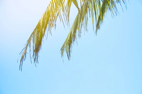 Palmeras Sobre Fondo Azul Del Cielo Viajes Verano Vacaciones Playa — Foto de Stock